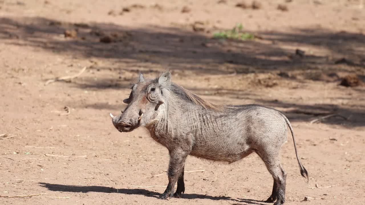 Due facoceri spaventati che scappano con le code all'aria, Tuli Botswana