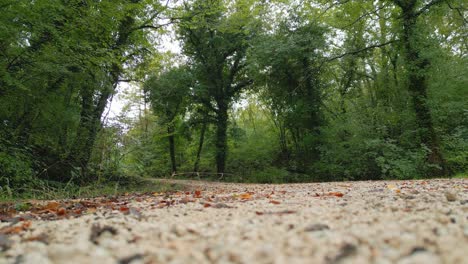 Camino-En-Un-Bosque-Italiano-En-Otoño,-La-Cámara-Se-Inclina-Hacia-Arriba