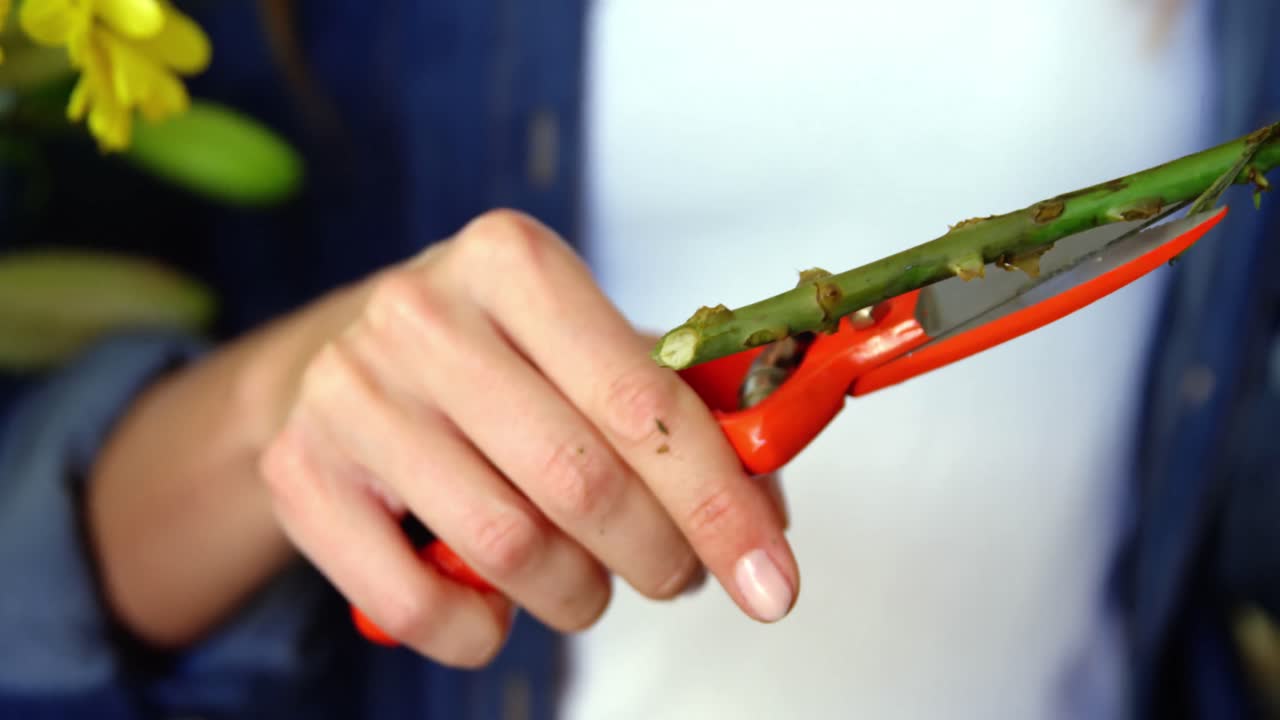 암 ⁇  꽃가루 꽃줄기