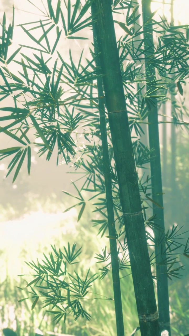 La luce del sole filtra attraverso le foglie di bambù in una foresta