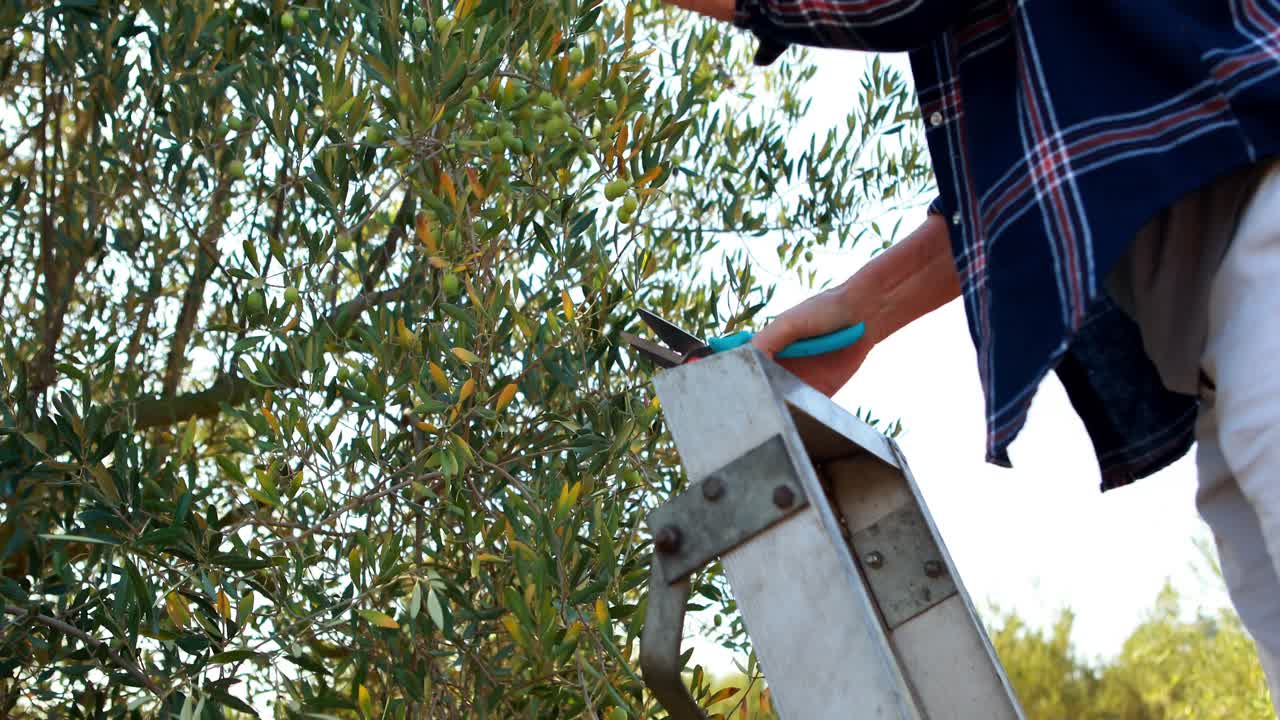농장 4k 에서 올리브 나무 를  ⁇ 는 여자