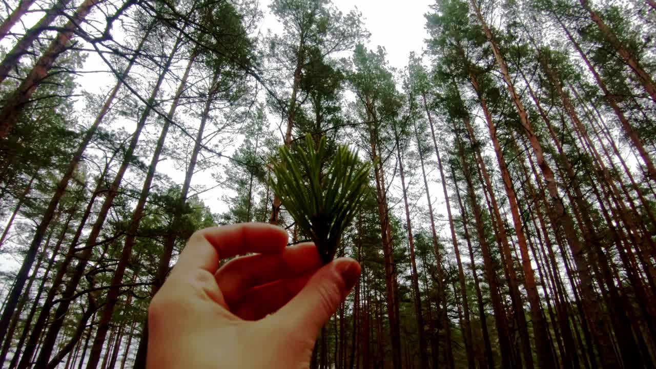 природа крупным планом, маленькая веточка с серединкой, несколько листьев сосны в латвийском лесу