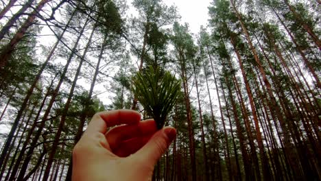 watching-in-close-up-the-nature,-a-little-branch-with-some-niddle,-some-leaves-of-pine-tree-in-a-batlic-and-latvian-forest