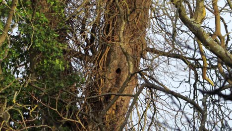 squirrel running along tree branch