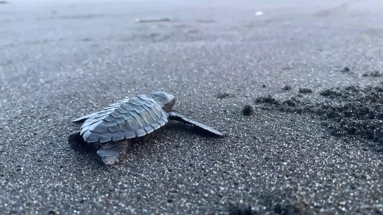 la cría de tortuga es liberada en la playa de indonesia