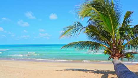 a long coconut palm tree reaches out over the beach