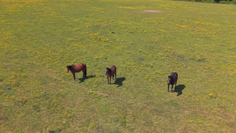 three horses stand in a lush green meadow as the drone reveals a vibrant, blooming landscape full of spring colors and peaceful natural beauty