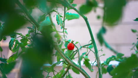 Reife-Kirschtomate,-Die-Sich-An-Einem-Windigen-Tag-An-Die-Rebe-Klammert---Zeitlupe