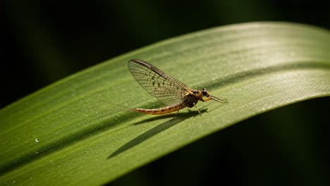 a close-up view of a delicate mayfly resting on a leaf, showcasing its intricate wing structure and natural habitat