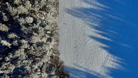 aerial view of a snow-covered field with evergreen trees casting long shadows