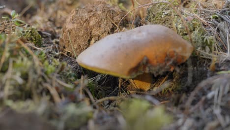 edible boletus mushroom awaits mushroom pickers in the moss