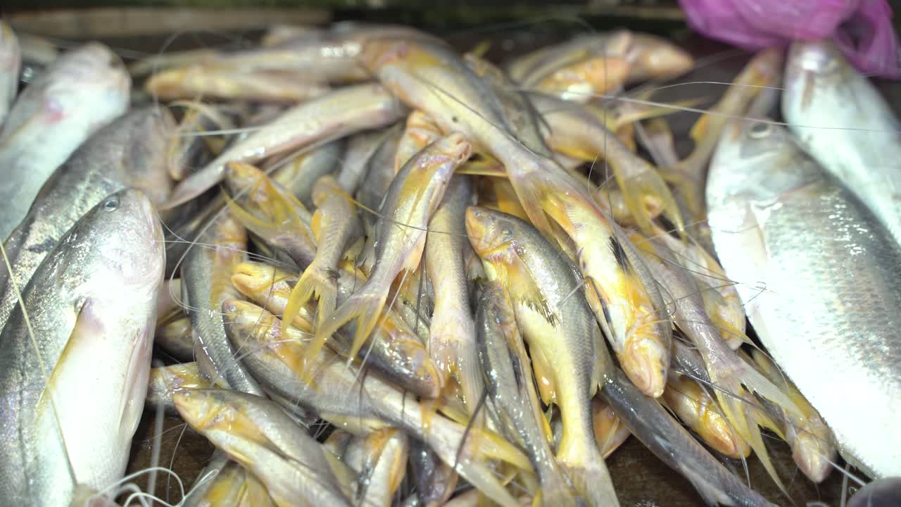diferentes tipos de peces que se venden en el mercado