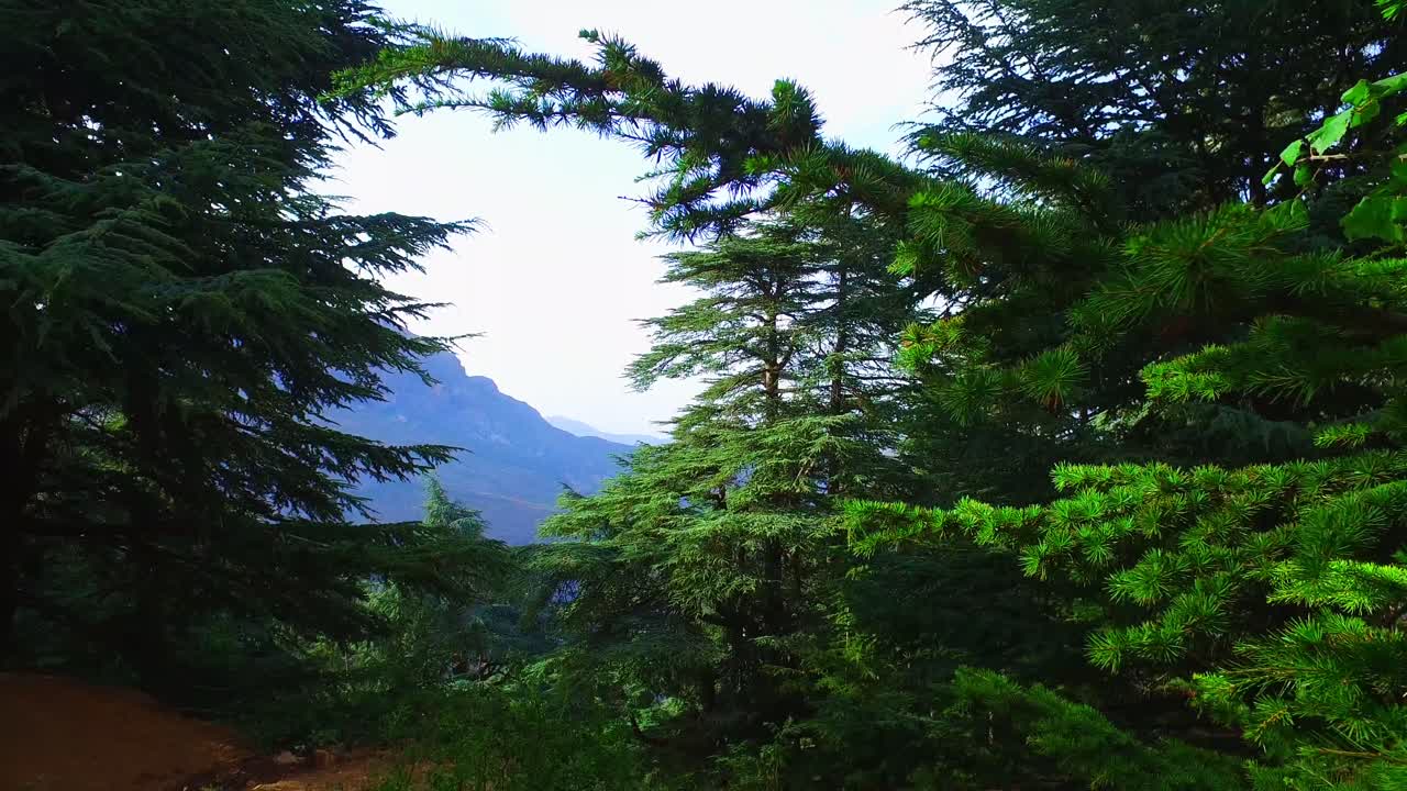 바부르 아틀라스 산 시더 숲 - 세티프 알제리