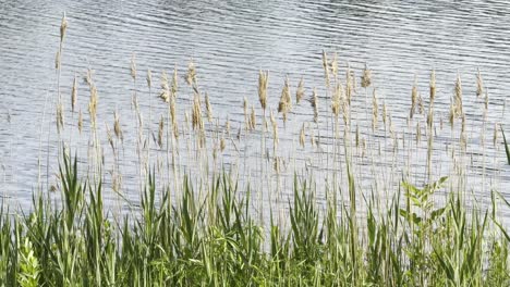 Hohes-Gras,-Das-Vor-Einem-Gewässer-Im-Wind-Wiegt