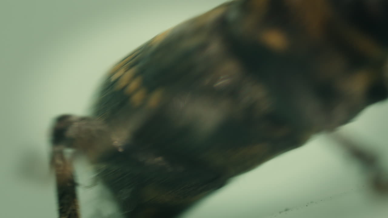 gran gorgojo del pino, primer plano de la cabeza