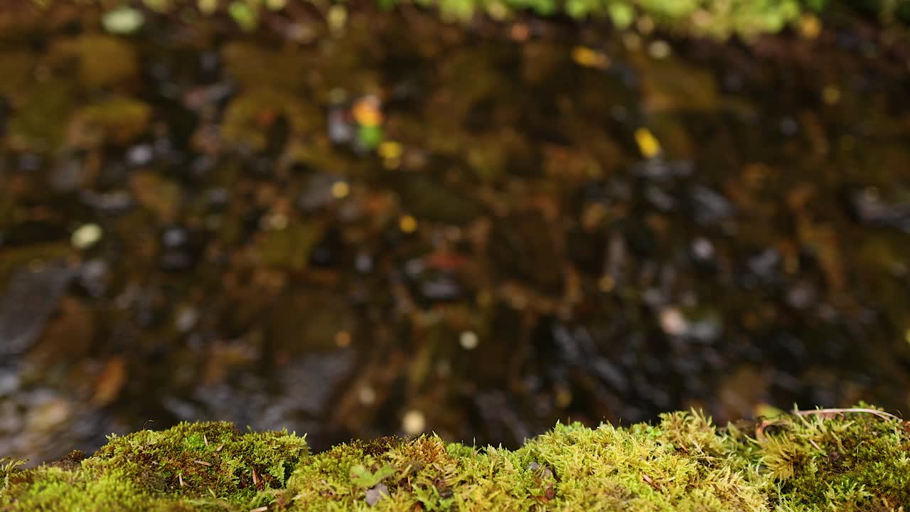 Flowing stream with moss-covered rocks