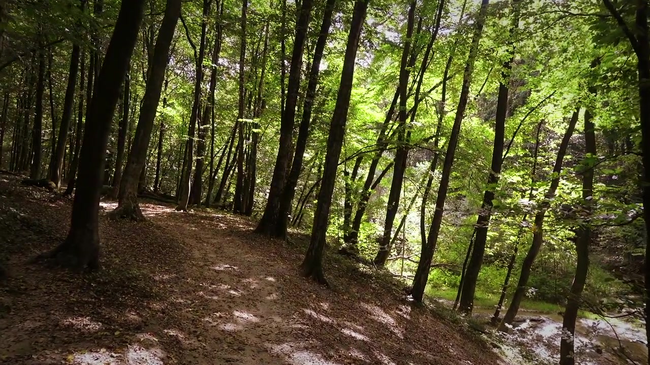 O caminho na floresta