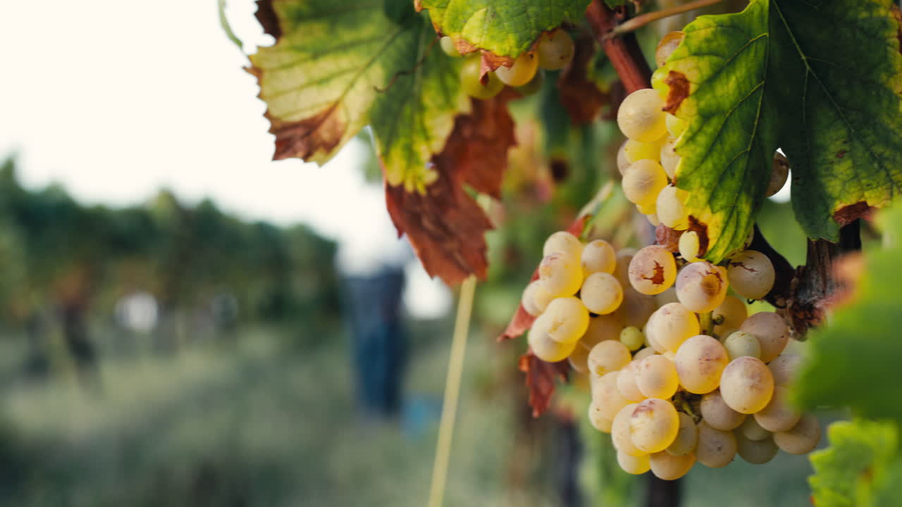 uvas blancas en un viñedo