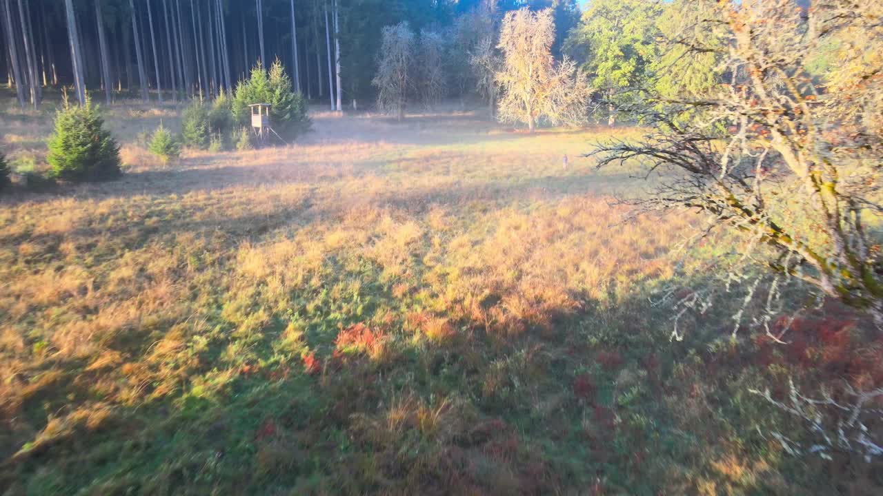 숲에서 아침에 영화 비행