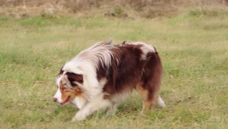 australische herder in een weiland loopt, stopt en kijkt rond