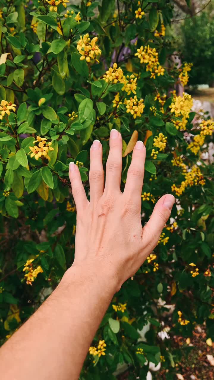 Hand Touching Beautiful Yellow Flowers