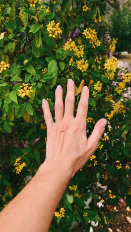 hand touching beautiful yellow flowers