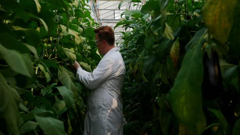 male scientist examining aubergine in greenhouse 4k