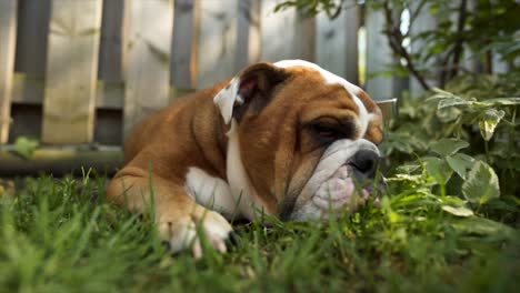 male english bulldog eating grass, hungry dog outdoors