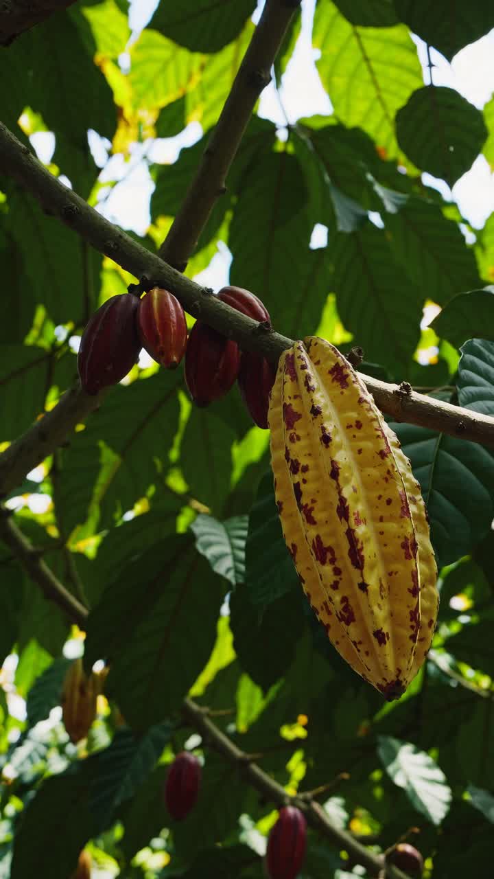 Close-up video shot of cacao pods on a tree branch, showcasing vibrant colors and textures