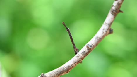 looking at the camera then looks down suddenly pretending to be part of the twig, praying mantis, phyllothelys sp