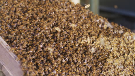 bees following queen into hive