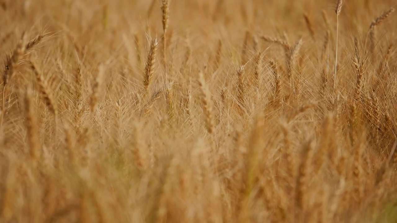 Soft focus view of golden wheat plants moving gently in warm daylight, dense ripened grain texture, natural agricultural landscape and peaceful rural scenery!