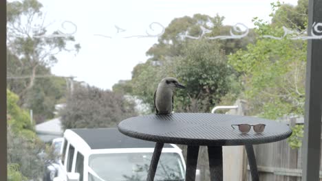 native australian kookaburra kingfisher bird perched on outdoor table