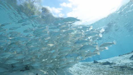 school of striped bass fish in tropical blue spring water