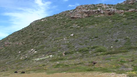 grupo de avestruces en un exuberante entorno verde de fynbos con cielo azul y una colina pedregosa en el fondo, dos machos descansan acostados mientras las hembras se paran