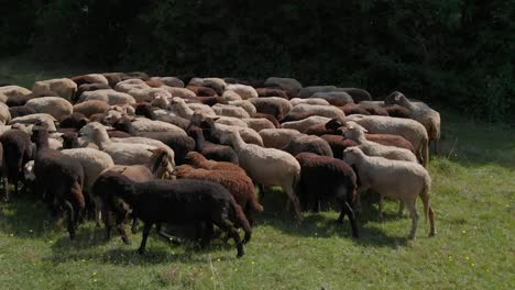 Rebaño-De-Ovejas-En-Campo-Verde-Junto-Al-Bosque-3