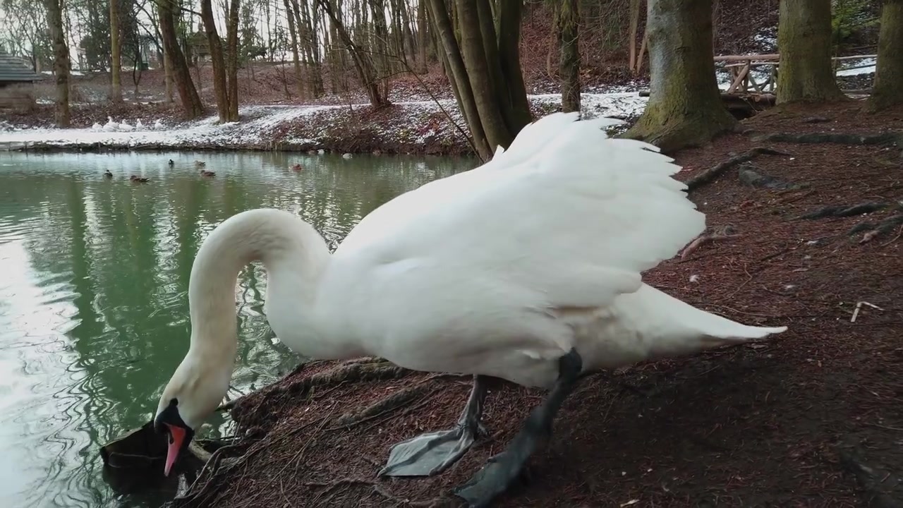 Um cisne branco perto da lagoa