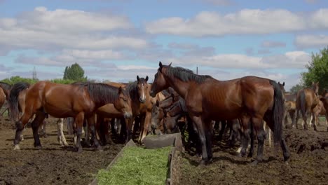 caballos comiendo heno en un pasto