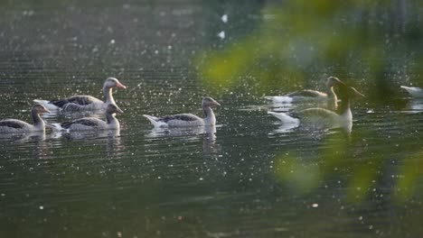 flock of grey geese swimming peacefully on lake in morning light