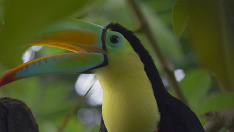 close up shot of tropical keel-billed toucan screaming and shouting in rainforest