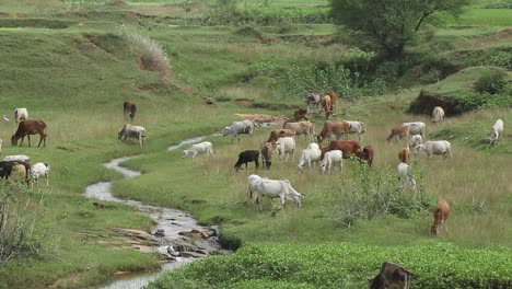 cows grazing in the fields near giridih in jharkhand, india on 27 september, 2020