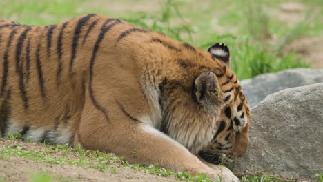 portrait of a terrestrial mammal, lying down tiger in the wild