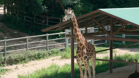 Jirafa-De-Pie-Bajo-El-Cobertizo-En-Verano-En-El-Zoológico-Del-Gran-Parque-De-Seúl,-Corea-Del-Sur