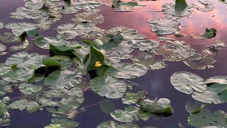 Yellow-water-lilies-floating-in-gradient-sunset-water