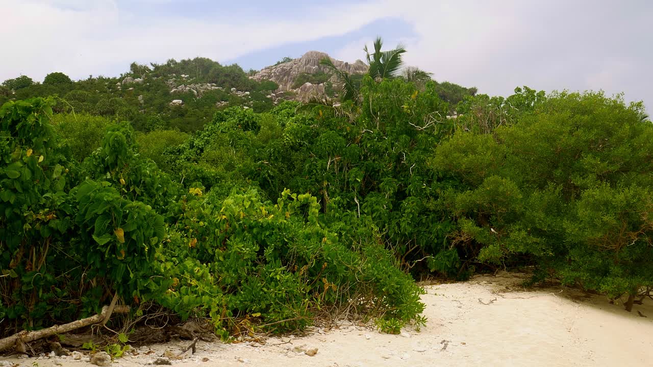 Uccello su un'isola isolata delle Seychelles, al centro dell'Oceano Indiano, al largo dell'Africa