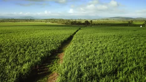 flight over sugarcane green field