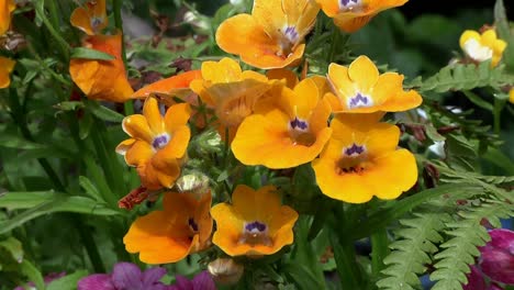 closeup of orange coloured flowers. june. england. uk