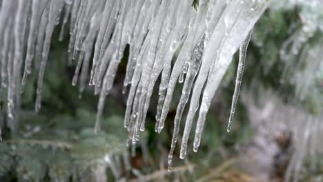 the camera tilts down over a frozen fir tree with icicles dripping in a spring thaw following an ice storm