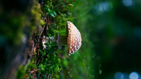 close-up-of-a-delicate-mushroom-nestled-in-lush-greenery