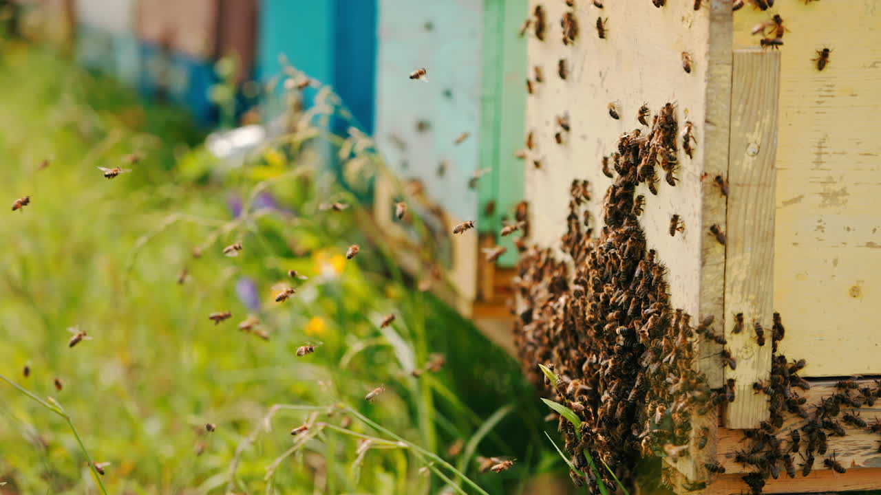 Bee brood stuck the bee hive. Lots of bees flying around the hive. Close up. Green grass at backdrop in blur.